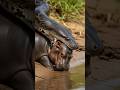 Mother Hippo Saves Baby From Anaconda! Wild Animal Snake Discovery Danger Channel #Boa #nature #bite