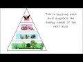Energy Flow and Trophic Levels in Ecological Pyramids