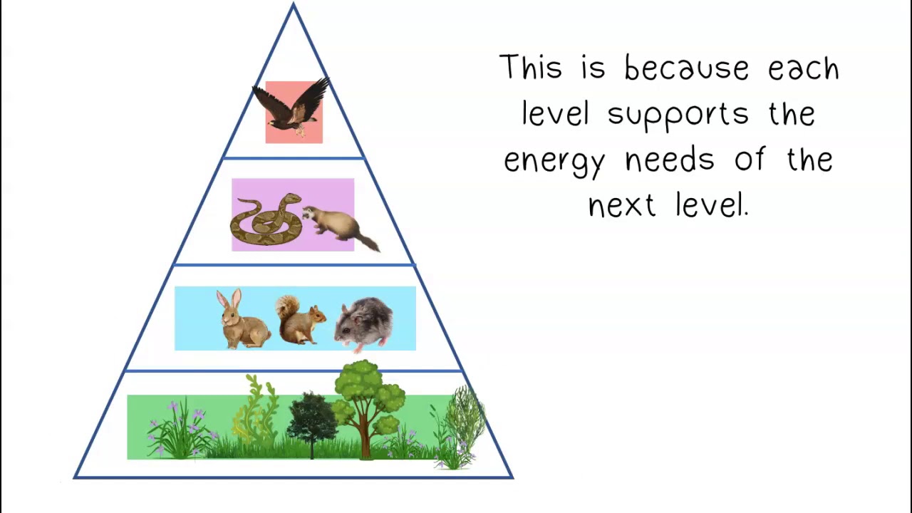 Ecological Pyramids Youtube