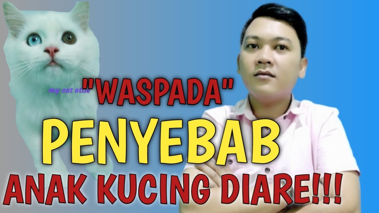 PENYEBAB ANAK KUCING DIARE DAN CARA MENGOBATI