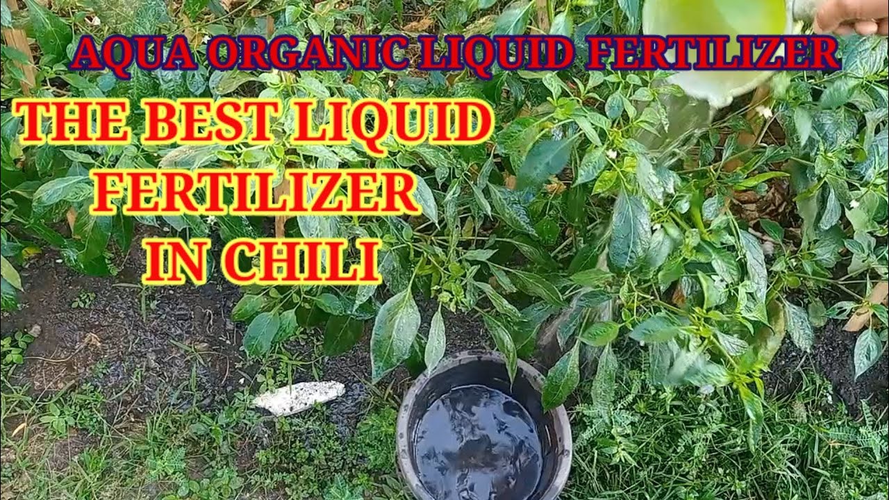 THE BEST LIQUID FERTILIZER SA SILI/AQUA ORGANIC LIQUID FERTILIZER 