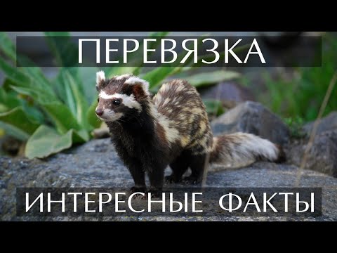 Перевязка - интересные факты