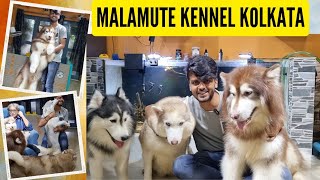 Alaskan Malamute & Siberian Husky Kennel Kolkata | Short Faced Wolves Kennel