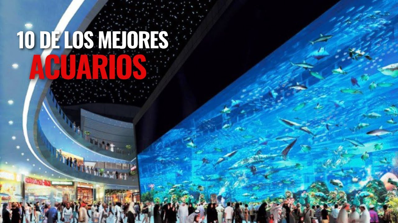 10 DE LOS MEJORES ACUARIOS DEL MUNDO