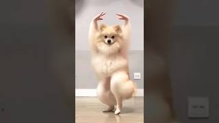 Cutest Dog Dance Ever