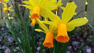 A Tour Around An English Garden In Spring