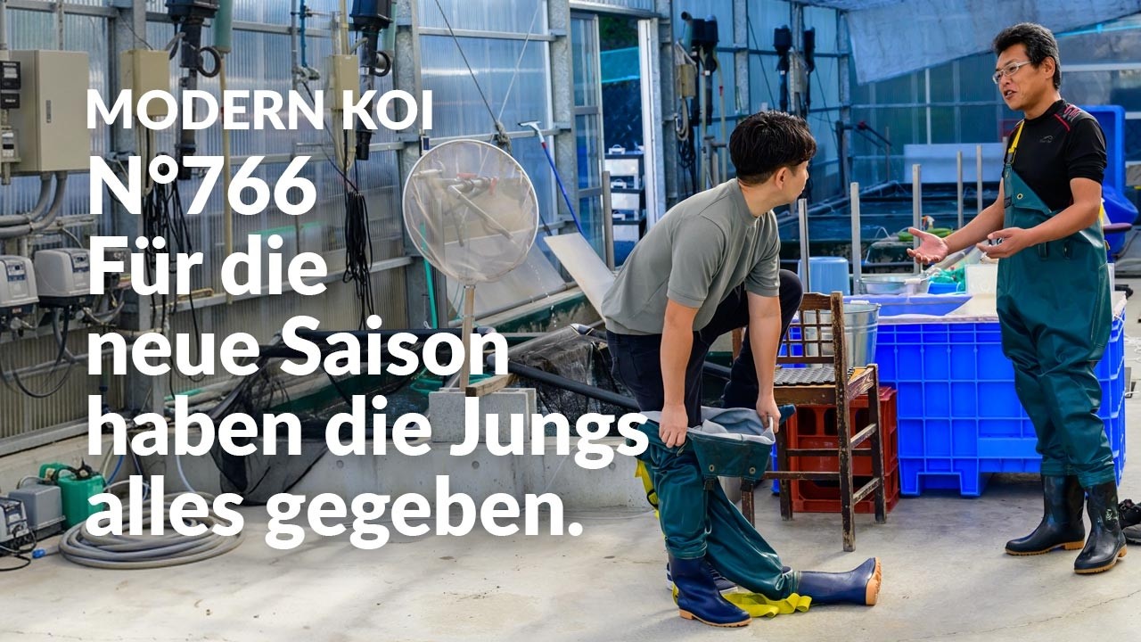 Alle Koi aus Auktion 766 im Detail erklärt | Konishi Koi News