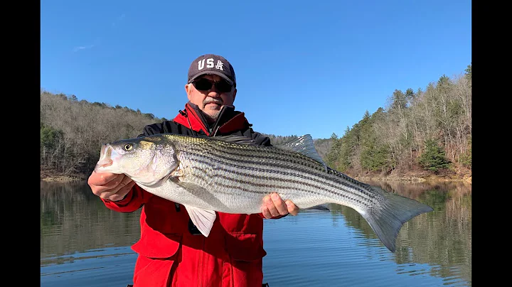 Ron Burnette with a NICE Carters Lake Striped Bass...