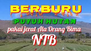 BERBURU PUYUH HUTAN