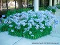 Agapanthus 'Peter Pan' & 'Tinker Bell'