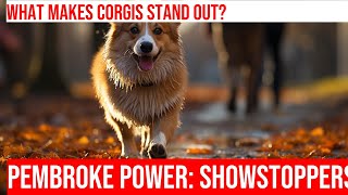 Pembroke Welsh Corgis: Are They Good at Dog Shows?