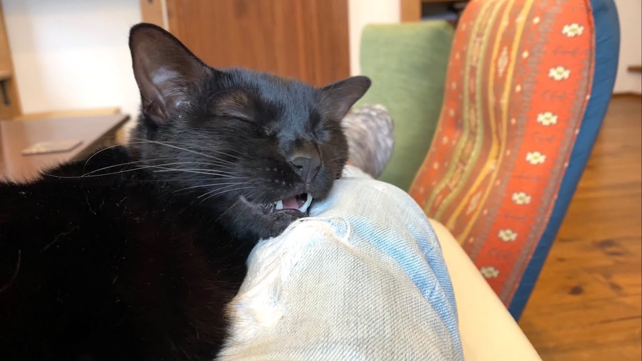 黒猫のかわいい寝顔と寝言 Youtube 黒猫のかわいい寝顔と寝言 Youtube