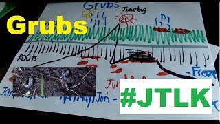 How To Get Rid Of Grub Worms In The Lawn