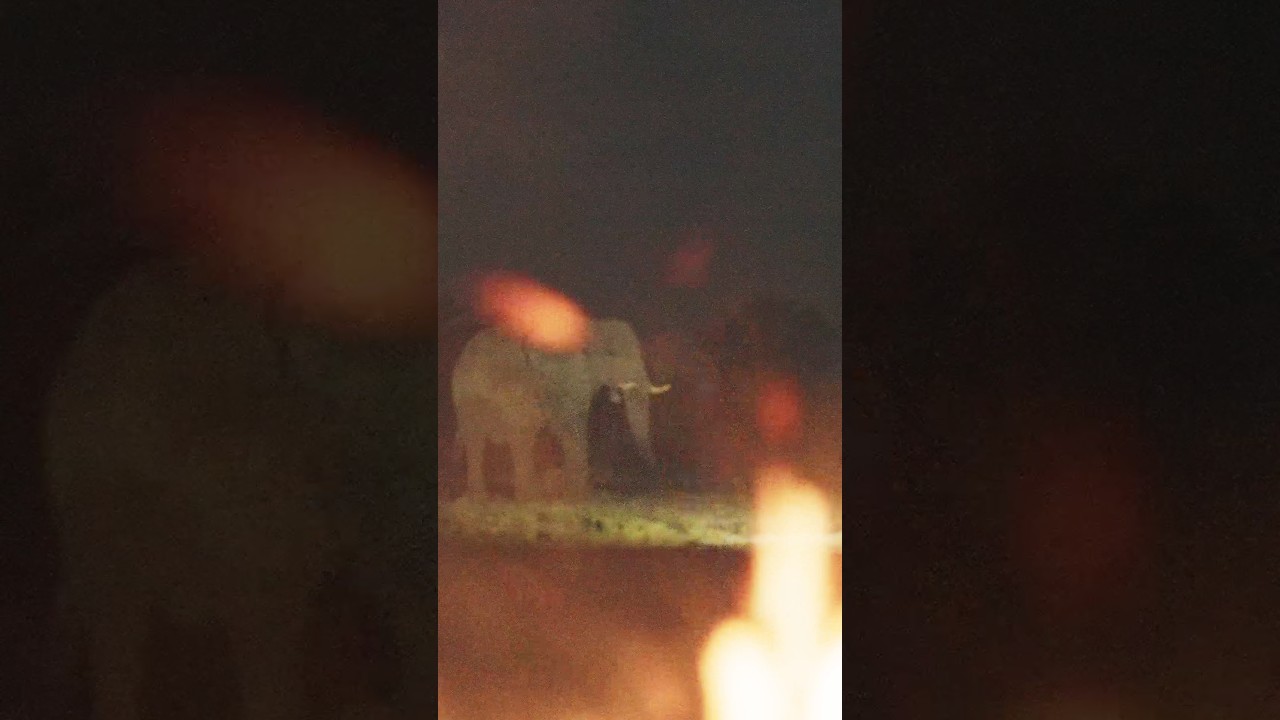 Elephant in Camp! Check out the full episode on our channel!