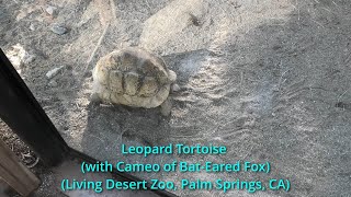 Leopard Tortoise with Bat Eared Fox @LawoftheClaw