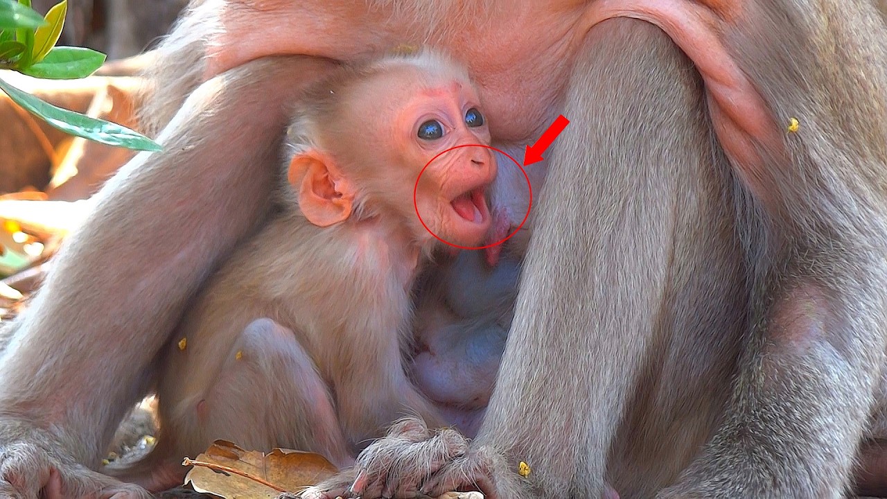 OMG, today the little monkey looks like he has a sore mouth so he can't drink milk.