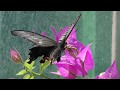 大温室のチョウたち (足立区生物園) 2018年5月5日 の動画、YouTube動画。