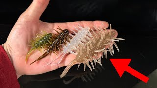 This Ridiculous Japanese Lure Catches A Ton Of Fish!