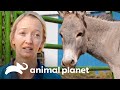 Castran a tiernos burros miniaturas | Dr. Jeff, Veterinario | Animal Planet