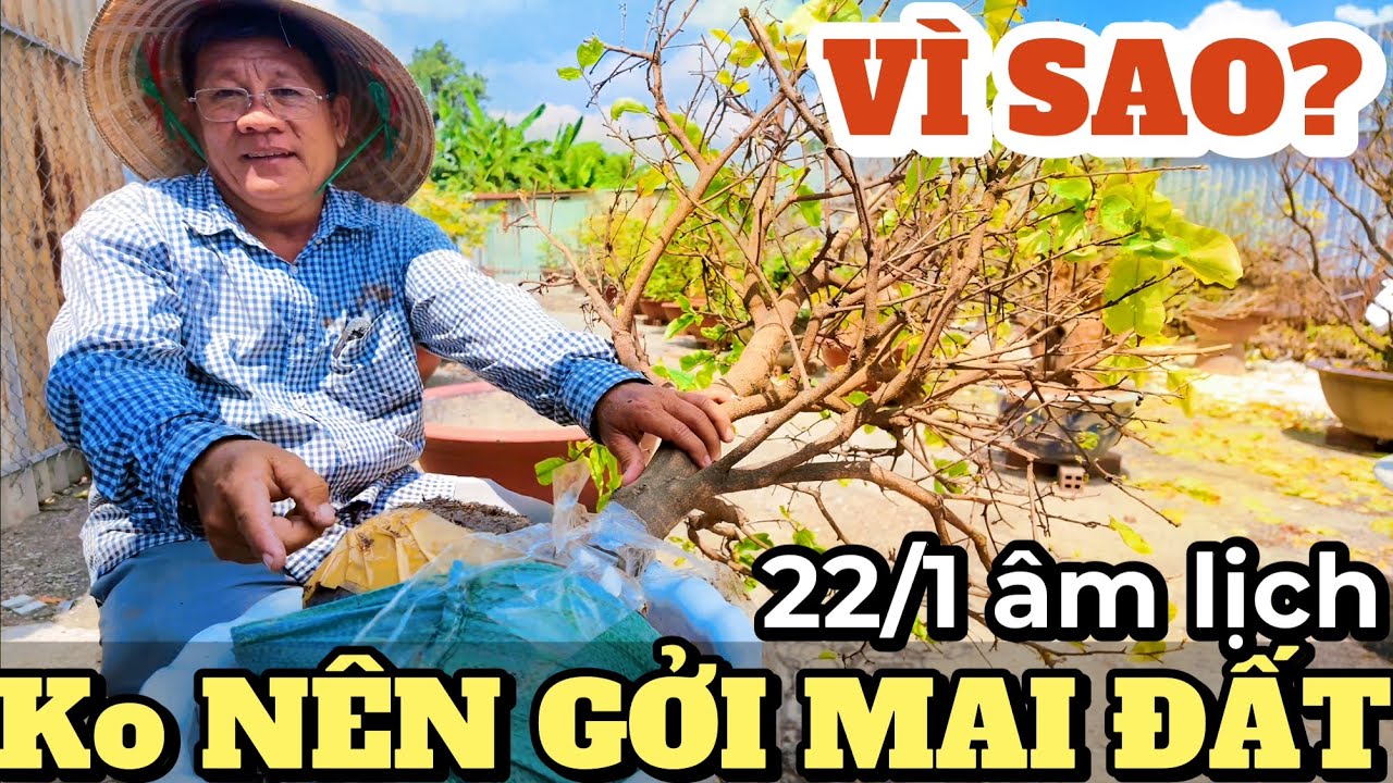 Mai Đất Vô Chậu Chơi Tết Xong Có Nên Gửi Chăm? Út Đực Nói Rõ Vì Sao Nhiều Nhà Vườn Lớn Từ Chối Nhận