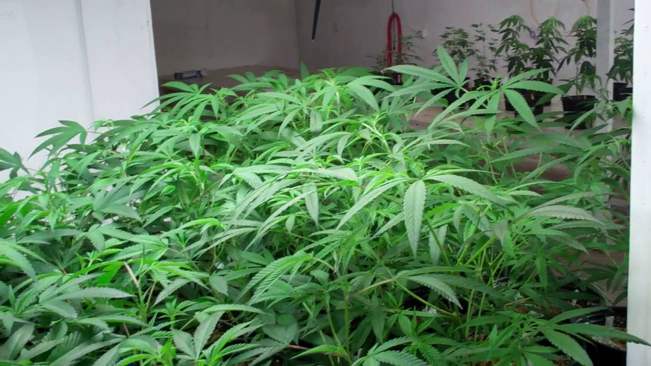 WA Bud Co Day 27   Bugs & Weed