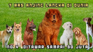 7 RAS ANJING PALING LANGKA DI DUNIA ! NO 4 DITAWAR SAMPAI 30 JUTA by Anjing Peliharaan 232 views 4 months ago 7 minutes, 42 seconds