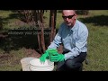 How to treat for crapemyrtle bark scale