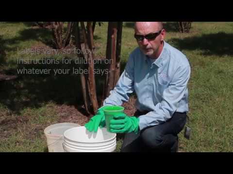 Video: Ce este crepe Myrtle Blight - Sfaturi pentru tratarea blight pe copacii de crepe Myrtle