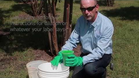 How to treat for crapemyrtle bark scale