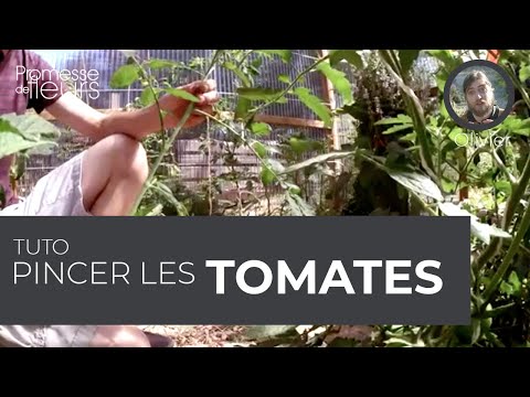 Vidéo: Dois-je Pincer Les Tomates Et Comment Le Faire