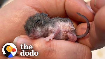 Woman Finds Tiny Mouse In The Beak Of A Chicken | The Dodo