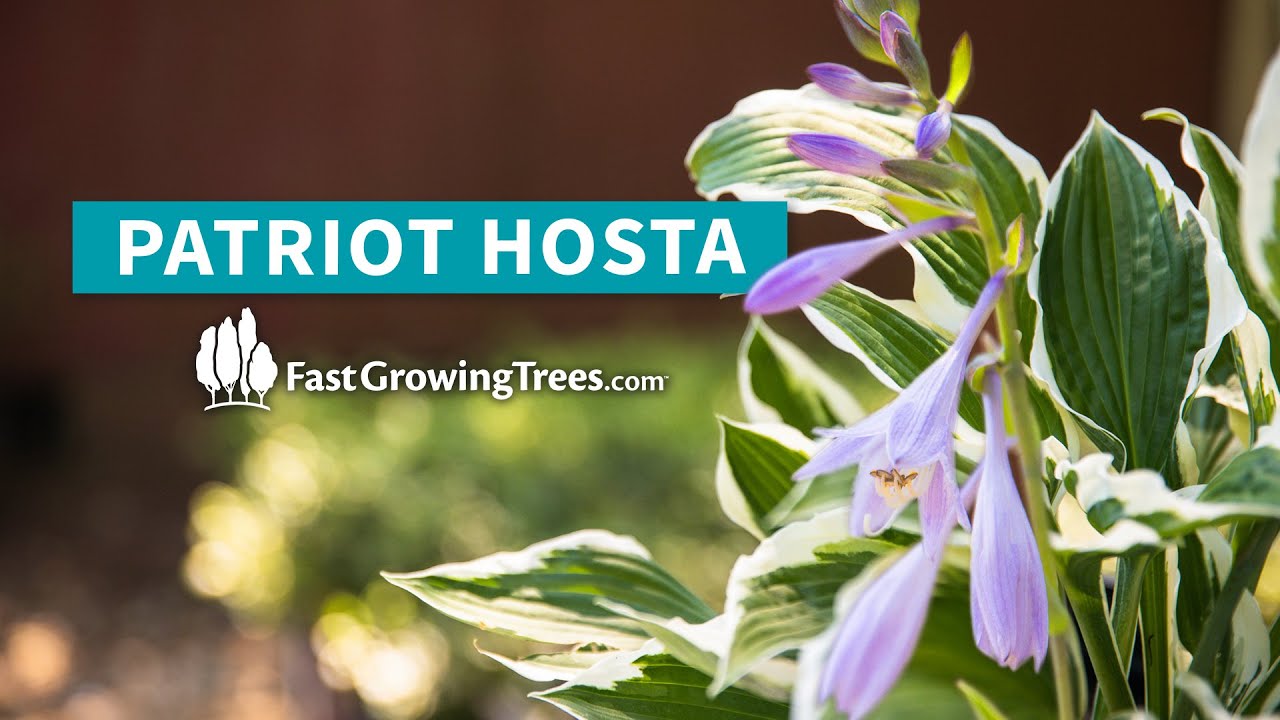 Patriot Hosta Plant YouTube Video Banner