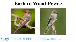 CEAP birds  flycatchers, vireos, and thrushes