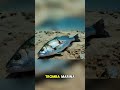 Lluvia de PECES en el Desierto: El Misterio Que Aterra a la Ciencia 🌧️🐟