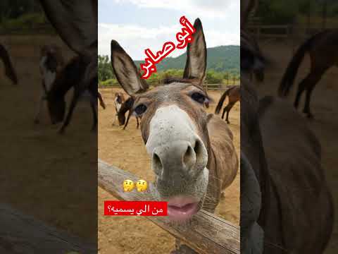 الحمار أبو صابر