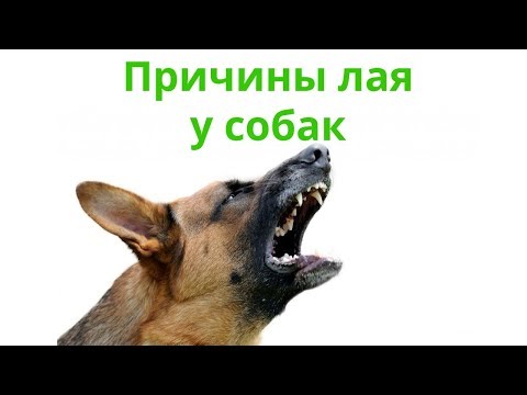 Почему Собака Лает & Причины Лая У Собак. Ветклиника Био-Вет