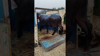 Murrha caaf Pashu Mila  DFA Haryana #youtubeshorts #animals #murraha #farming  482
