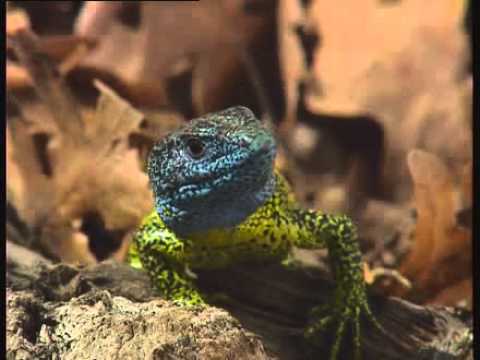 Macho de lagarto verdinegro en celo alimentación blw