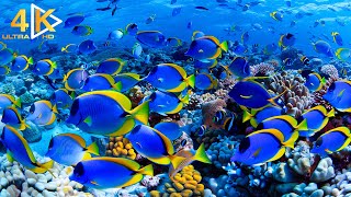 Ocean footage 🐳 Coral reef, Fish - relaxing piano music