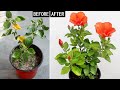 My 3 step formula to force hibiscus to grow  flower