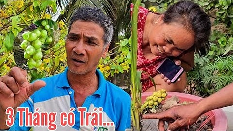 Độc lạ Sóc Trăng cây dừa mới trồng 3 tháng người ta đòi mua giá khủng sợ mất đem vô nhà luôn