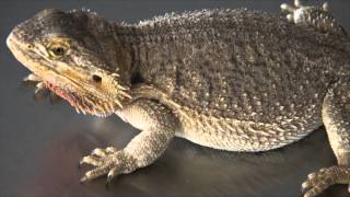 Intro to Lizards