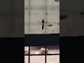 #snake