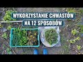 Jak Wykorzystać Wyrwane Chwasty w Ogrodzie? 12 Zastosowań Niechcianych Roślin