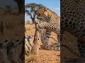 Savage Clash 🐆 Snake Attack Turns Into Shocking Rescue!