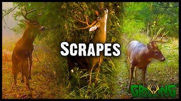 Why Scrapes Make the Best Whitetail Hunting Spots and When to Hunt Near Them (#582)