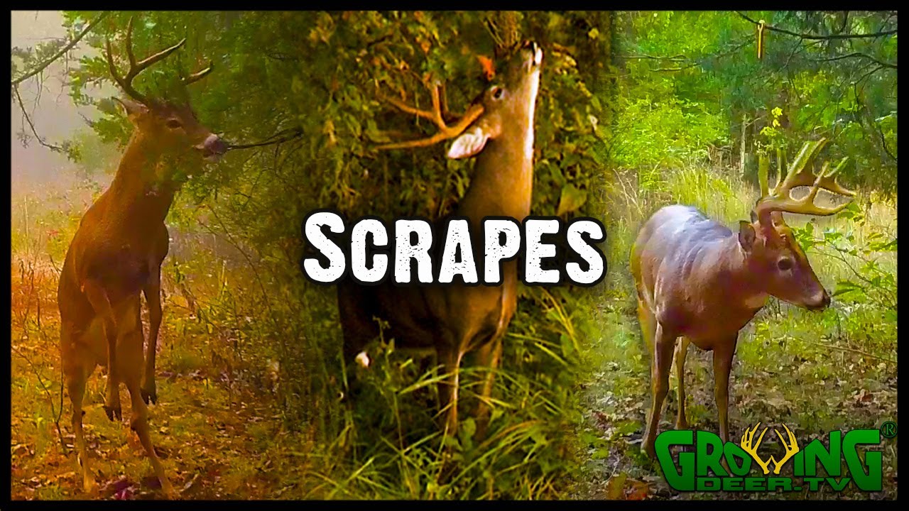 Why Scrapes Make the Best Whitetail Hunting Spots and When to Hunt Near