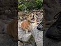 這い上がって安堵するコーギー / Relieved Corgi after making it onto the rock. #コーギー #corgi