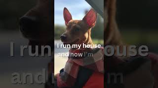 Brax Tiny Dog, Big Personality Youve Been Warned