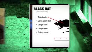 Rat Control on Farms Video Series. Video 2: Trapping Options
